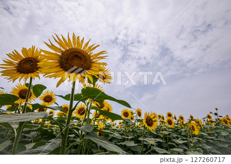 夏の日差しの中で、大輪の花を咲かせ元気と明日への希望をくれる、ひまわり 夏の日差しの中で、大輪の花を咲かせ元気と明日への希望をくれる、ひまわり 127260717