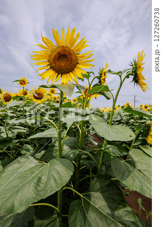 夏の日差しの中で、大輪の花を咲かせ元気と明日への希望をくれる、ひまわり 127260738