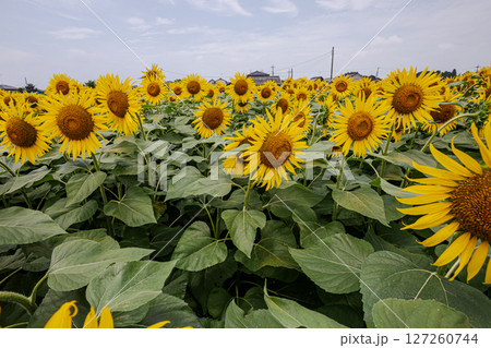 夏の日差しの中で、大輪の花を咲かせ元気と明日への希望をくれる、ひまわり 127260744