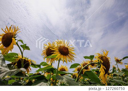 夏の日差しの中で、大輪の花を咲かせ元気と明日への希望をくれる、ひまわり 127260750