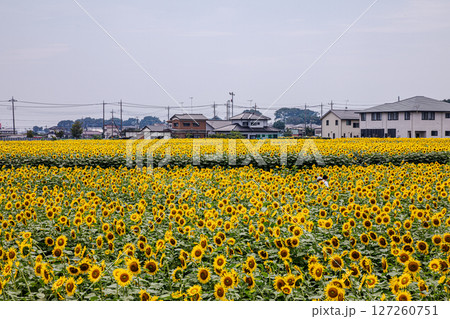 夏の日差しの中で、大輪の花を咲かせ元気と明日への希望をくれる、ひまわり 127260751