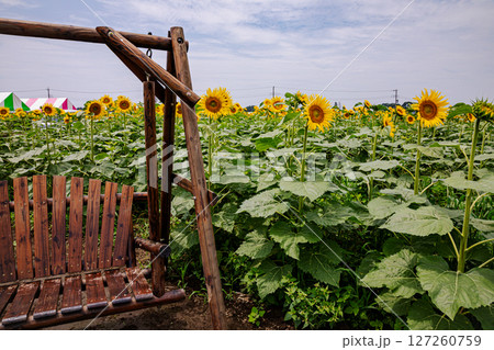 夏の日差しの中で、大輪の花を咲かせ元気と明日への希望をくれる、ひまわり 夏の日差しの中で、大輪の花を咲かせ元気と明日への希望をくれる、ひまわり 127260759