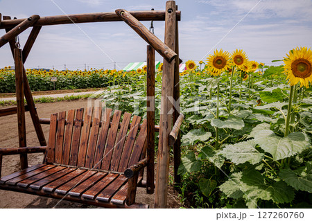 夏の日差しの中で、大輪の花を咲かせ元気と明日への希望をくれる、ひまわり 夏の日差しの中で、大輪の花を咲かせ元気と明日への希望をくれる、ひまわり 127260760