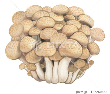 シメジのイラスト 127260848