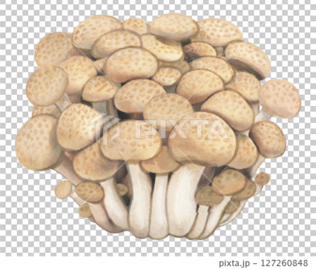 Shimeji illustration Shimeji illustration 127260848