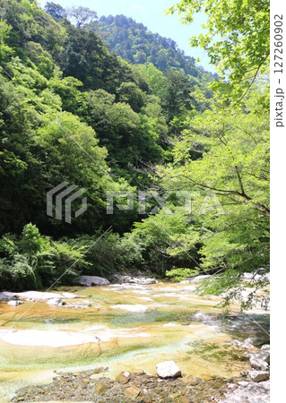 初夏の面河渓 初夏の面河渓 127260902