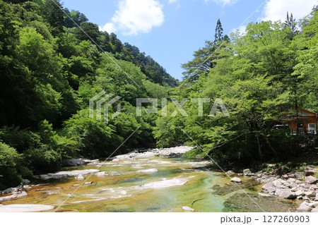 初夏の面河渓 127260903