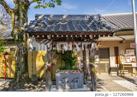 東京都・品川区 蛇窪神社 手水舎 白蛇日本三大聖地 東京都・品川区 蛇窪神社 手水舎 白蛇日本三大聖地 127260966