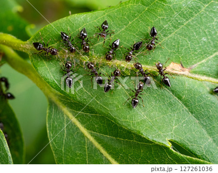 コナラの葉に集まっているテラニシシリアゲアリ コナラの葉に集まっているテラニシシリアゲアリ 127261036