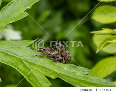 葉の上に居るハスジカツオゾウムシのオスとメス 127261041