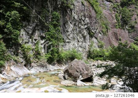 初夏の面河渓 127261046