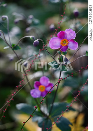 京都の寺院の庭に咲く秋明菊の花 京都の寺院の庭に咲く秋明菊の花 127261698