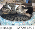親子でくっついて昼寝する猫2 127261804