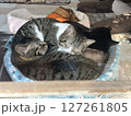 親子でくっついて昼寝する猫 127261805