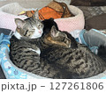 ベッドの上で眠る兄弟猫2 127261806