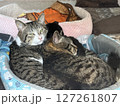 ベッドの上で眠る兄弟猫 127261807