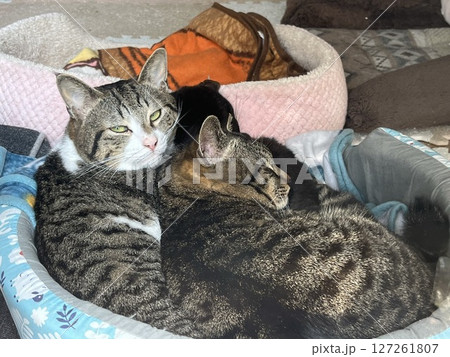 ベッドの上で眠る兄弟猫 127261807