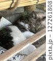 同居する猫に抱きついて眠る猫 127261808