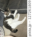昼寝する猫 127261809
