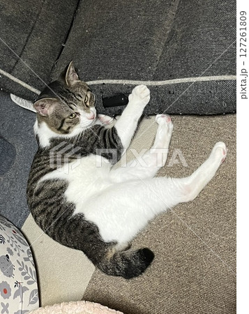 昼寝する猫 昼寝する猫 127261809