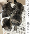 仲良く寝そべっている兄弟の猫 127261810