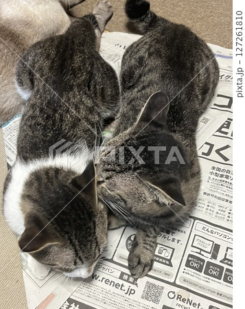 仲良く寝そべっている兄弟の猫 仲良く寝そべっている兄弟の猫 127261810