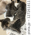 仲良く寝そべっている兄弟の猫2 127261811