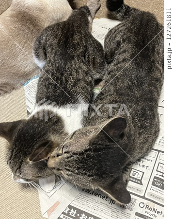 仲良く寝そべっている兄弟の猫2 仲良く寝そべっている兄弟の猫2 127261811