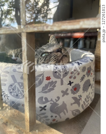 猫用ベッドでくつろぐ猫 猫用ベッドでくつろぐ猫 127261813