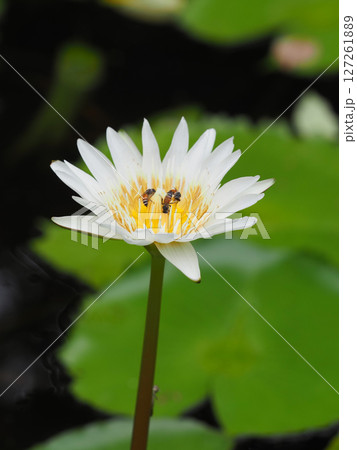 A captivating water lily with pristine white petals and vibrant yellow center, exudes tranquility, showcasing delicate harmony within peaceful pond A captivating water lily with pristine white petals and vibrant yellow center, exudes tranquility, showcasing delicate harmony within peaceful pond 127261889