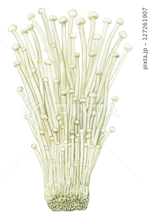 エノキダケのイラスト 127261907