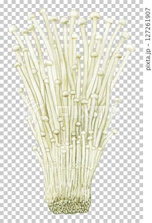 Illustration of enoki mushroom 127261907