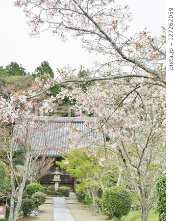 京田辺市の観音寺の桜 127262059