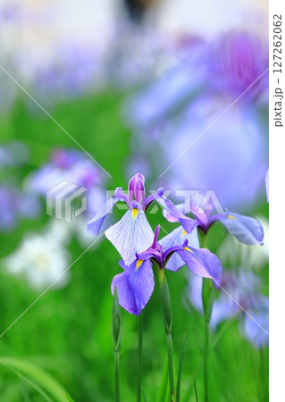 梅雨の雨に濡れる花菖蒲 127262062