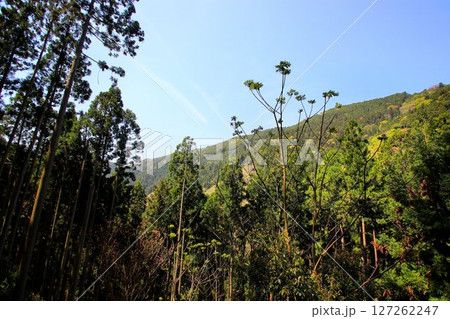 牛若丸も兵法修行をしたと伝えられる… 鞍馬山・鞍馬寺 牛若丸も兵法修行をしたと伝えられる… 鞍馬山・鞍馬寺 127262247