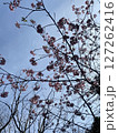 青空に映える桜 127262416