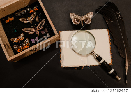 Butterflies Collector Background Composition 127262437