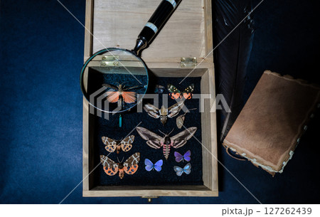 Butterflies Collector Background Composition 127262439