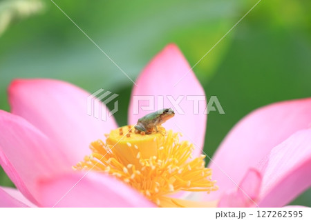 ハスとカエル7099 127262595