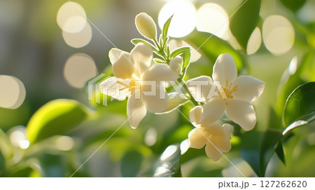 Jasmine white beauty macro flower vibrant color with sun light 127262620