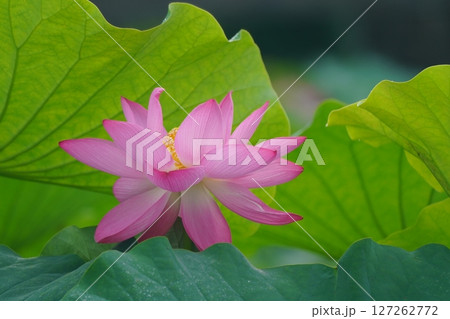 ハス　蓮　2605 127262772