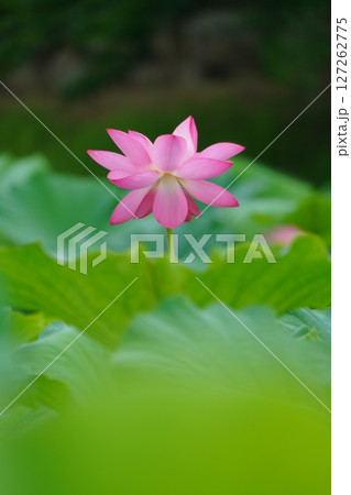 ハス　蓮　2609 127262775