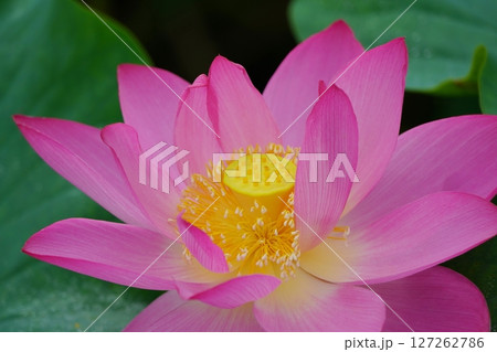 ハス　蓮　2630 127262786