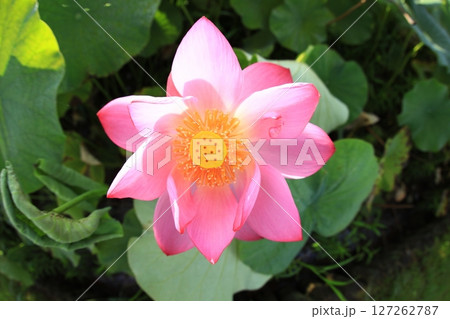 ハス 蓮 7036 ハス 蓮 7036 127262787