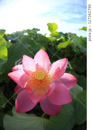 ハス　蓮　7041 127262790