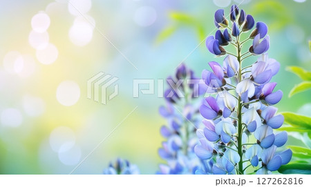 Wisteria blue beauty flower vibrant sun light nature blurred background Wisteria blue beauty flower vibrant sun light nature blurred background 127262816