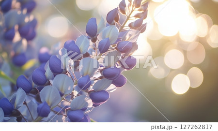 Wisteria blue beauty flower vibrant sun light nature blurred background Wisteria blue beauty flower vibrant sun light nature blurred background 127262817