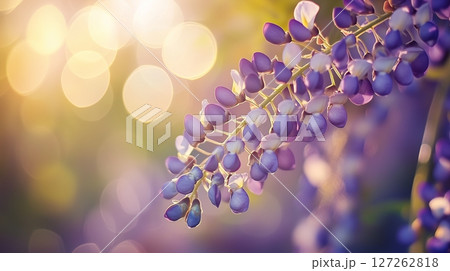 Wisteria blue beauty flower vibrant sun light nature blurred background Wisteria blue beauty flower vibrant sun light nature blurred background 127262818