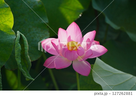 ハス　蓮　2528 127262881