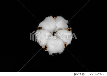 Dried white cotton flower blossom isolated on black background 127262927